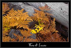 photo "Ferns & Leaves, a fragment"