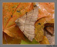 photo "Colotois pennaria"