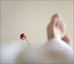 photo "morning"