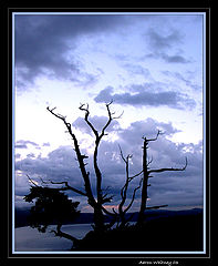 фото "spooky tree2"