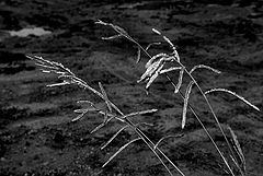 фото "simple things in life..."