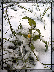 photo "Winter"