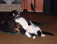 photo "I couldn`t eat another bite"