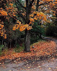 фото "Autuumn"