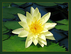 photo "Lily 3"