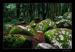 photo "Hard Rock Forest"