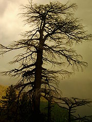 photo "Winter"