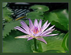 photo "Lily 1"