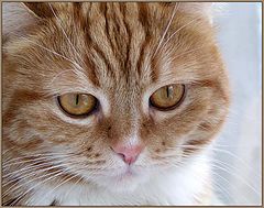 photo "Portrait"