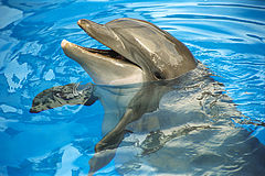 фото "Tursiops truncatus"