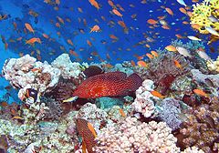 фото "Red Sea"