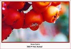 photo "Bocea Cypria"