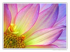 фото "**---**"