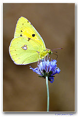 photo "Colias"