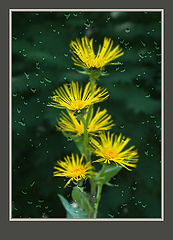 фото "Yellow Flower"