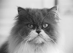 фото "Silvestre attentive"