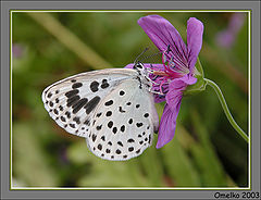 photo "Copper-butterfly"