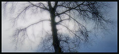 photo "waiting for snow"