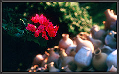 photo "Red"