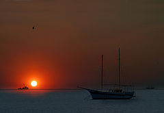 фото "Gull`s sun"