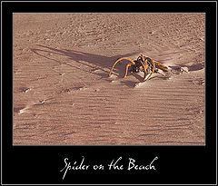 photo "Spider on the Beach"
