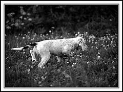photo "First Point"