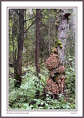 photo "Mushroom plenty"