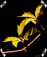 photo "Autumn comes on, shows here and there..."