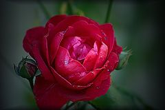 фото "Rose"