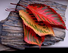 photo "autumn leaves"