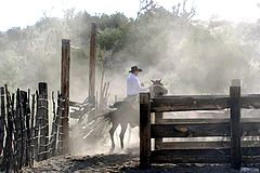 photo "Watchin` the Gate"