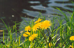 photo "Dandelions` family"