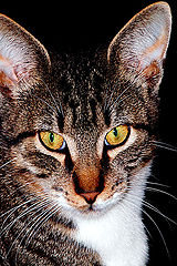 photo "Ther look"