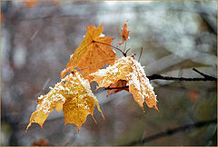 photo "Some more about autumn, winter and maple leaves."