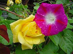 фото "flowers"