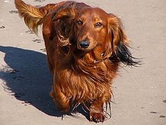 photo "Dachshund"