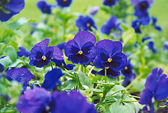 photo "Viola_Blue"