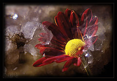 photo "Such not bright.. Not ardent.. My floret stone.."
