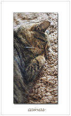 photo "cosiness"