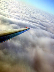 фото "the wing"