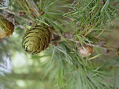 photo "Detail"
