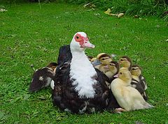 фото "united family"