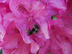 фото "Pollen Break"