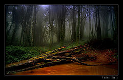 фото "Magical forest"