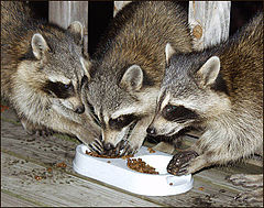 фото "Three Amigos"