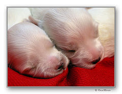 photo "soft babies"