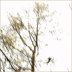 photo "Raven flied up..."