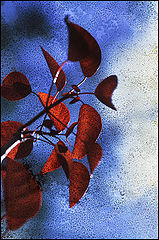 фото "Leaves"