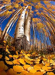 photo "Aspen Gold"