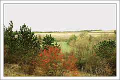 photo "The autumn sign"